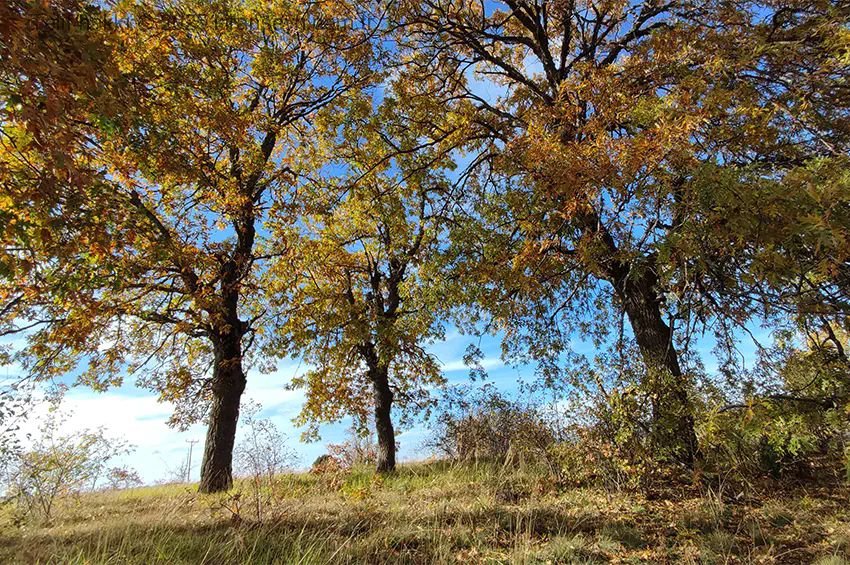 Kıranşeyh Köyünde Sonbahar 2025