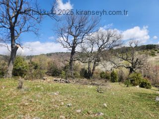 Yukarköy mezarlığı temizlenerek ağaçlandırıldı