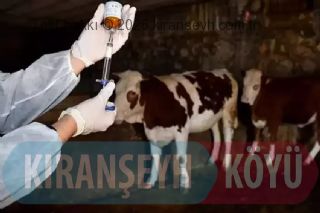 Kütahya'da alarm: 15 köy karantinaya alındı! başlıklı haber resmi