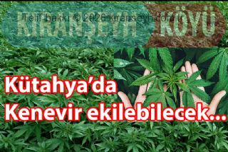 Kenevir üretimine onay çıktı
